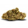 Fleur MSC : Critical Haze MSC