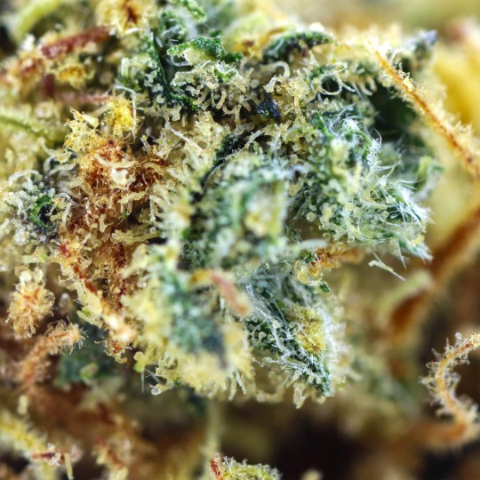 Fleurs de CBD Blueberry Diesel 24 % | CBDPasChère
