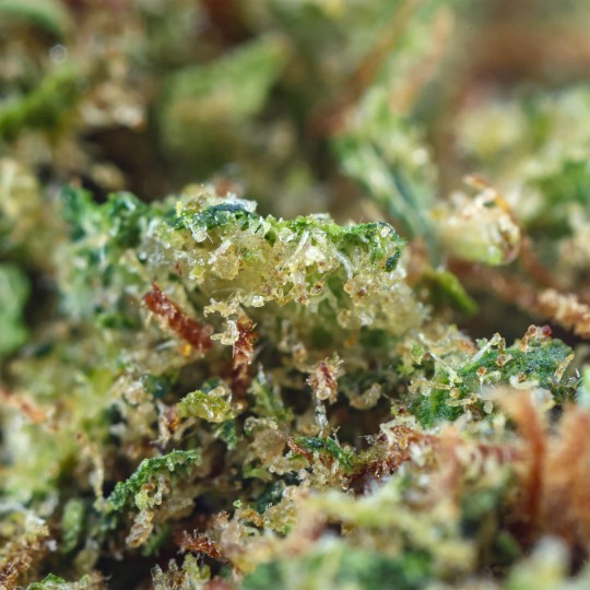 Fleurs de CBD Gelato 21 % | CBDPasChère