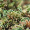 Fleurs de CBD Gelato 21 % | CBDPasChère
