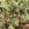 Fleurs de CBD Mango Kush 20 % | CBDPasChère