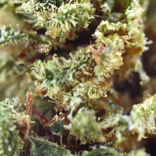 Fleurs de CBD OG Kush 19 % | CBDPasChère