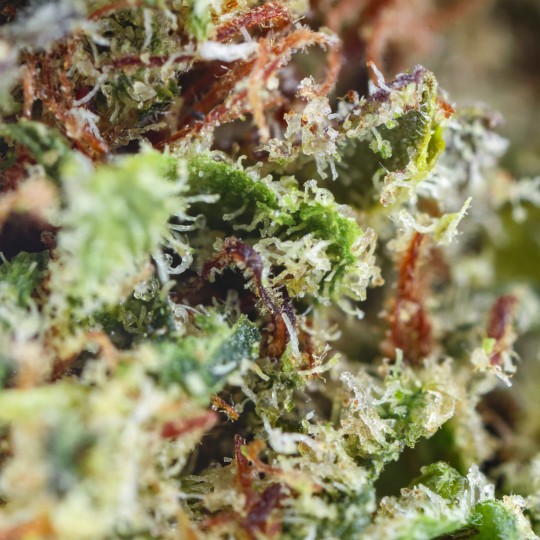 Fleurs de CBD Orangello 25 % | CBDPasChère