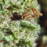 Fleurs de CBD Super Silver Haze 23 % | CBDPasChère