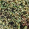 Fleurs de CBD Strawberry Banana 21% Indoor | CBDPasChère