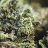 Fleurs de CBD White Widow 20% Indoor | CBDPasChère