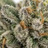 Fleurs de CBD Hawaiian Skunk | CBDPasChère
