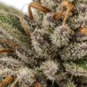 Fleurs de CBD Greenhouse Sour Diesel 15%  | CBDPasChère