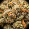Fleurs de CBD Strawberry Banana | CBDPasChère
