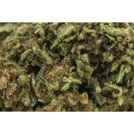 Fleurs de CBD Indoor Girl Scout Cookies 18 % | CBDPasChère