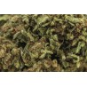 Fleurs de CBD Indoor Girl Scout Cookies 18 % | CBDPasChère
