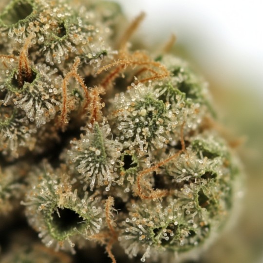 Fleurs de CBD Candy Kush 16 % | CBD Greenhouse | CBDPasChère