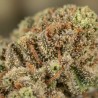 Fleurs de CBD Orange Bud 21 % | CBDPasChère