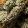 Fleurs de CBD Pineapple Express 23 % | CBDPasChère