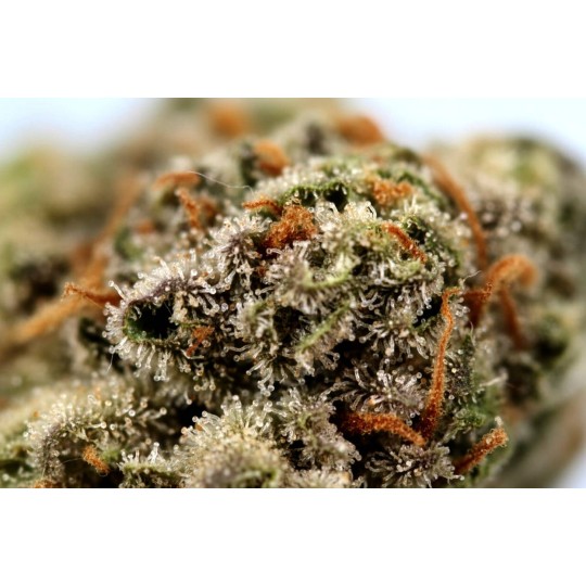 Fleurs de CBD Mini Buds Indoor | CBD Pas Chère