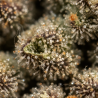 Fleurs de CBD AK-47 | CBD Greenhouse  | CBDPasChère