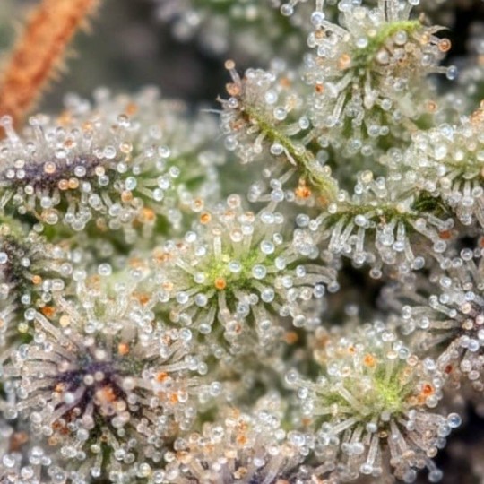 Fleurs de CBD Amnésia 19 % | CBD Indoor | CBD Pas Chère