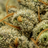 Fleurs de CBD Sour Tangie | CBDPasChère