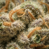 Fleurs de CBD Super Skunk | CBDPasChère