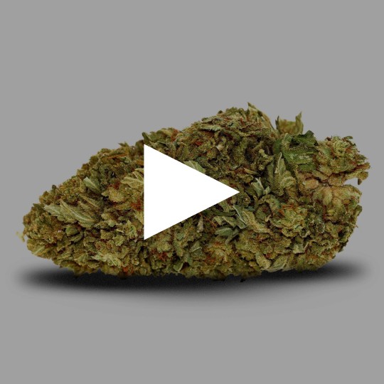 Fleurs de CBD Amnésia 19 % | CBD Indoor | CBD Pas Chère