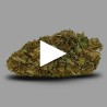 Fleurs de CBD Amnésia 19 % | CBD Indoor | CBD Pas Chère