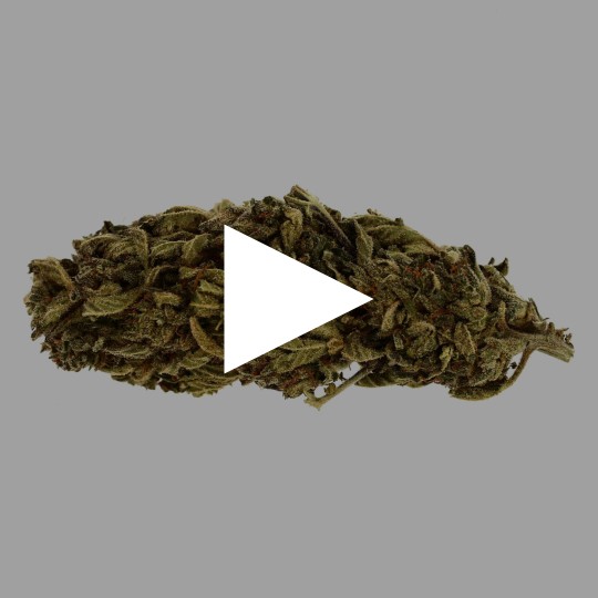 Fleurs de CBD Jack Herrer 19 % Greenhouse | CBD Pas Chère