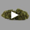 Fleurs de CBD Green Velvet 18 % | CBDPasChère