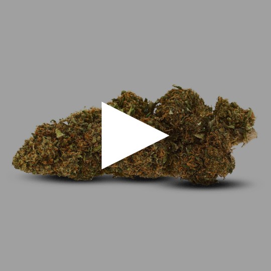 Fleur CBD JamaiKann Greenhouse | 3g-100g Livraison Discrète