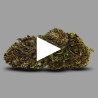 Fleurs de CBD Northern Light 18 % | CBD Greenhouse | CBDPasChère