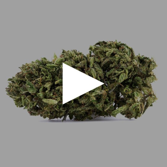 Fleurs de CBD Hawaiian Skunk | CBDPasChère