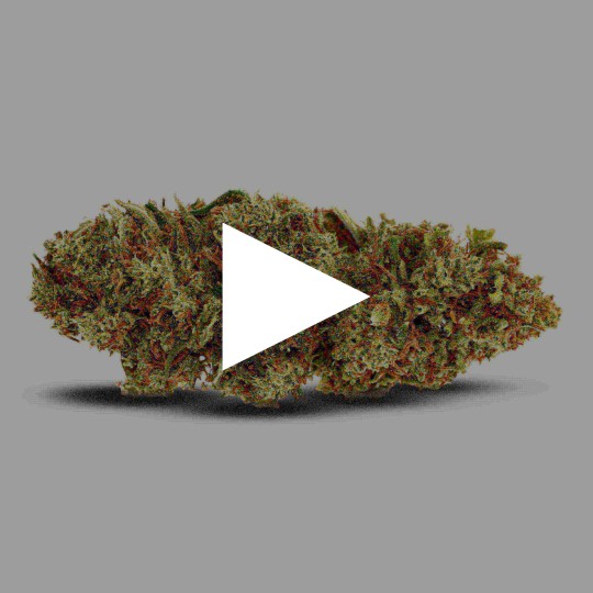 Fleurs de CBD Royal Cookies 19 % | dès 1,93 €/g | CBDPasChère