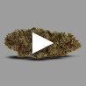Fleurs de CBD Royal Cookies 19 % | dès 1,93 €/g | CBDPasChère