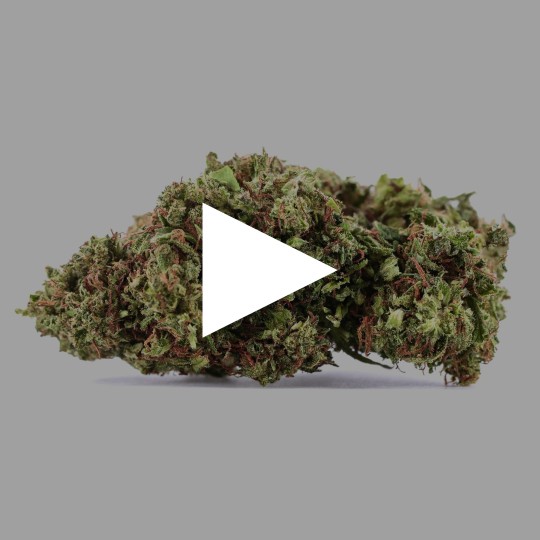Fleurs de CBD Fruit Cake 18% | CBD Greenhouse | CBDPasChère