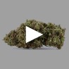 Fleurs de CBD Fruit Cake 18% | CBD Greenhouse | CBDPasChère