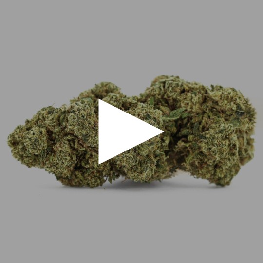 Fleurs de CBD White Widow 20% Indoor | CBDPasChère