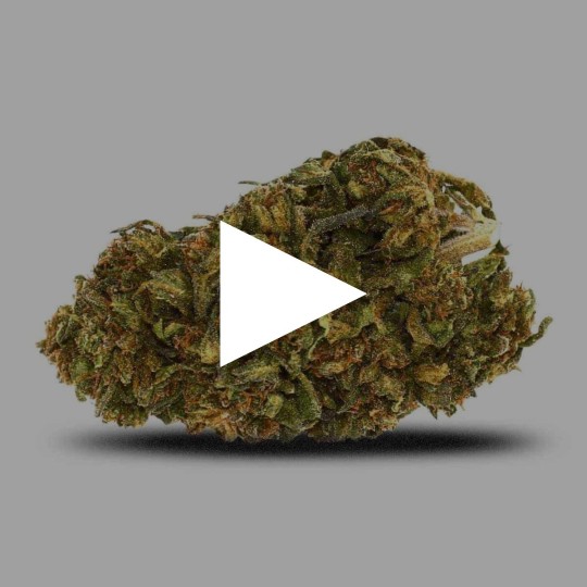 Fleurs de CBD Bubble Gum | CBDPasChère