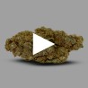 Fleurs de CBD Strawberry Banana 21% Indoor | CBDPasChère