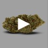Fleurs de CBD Valentine Cake 14 % | CBDPasChère