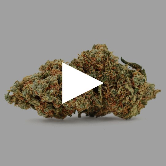 Fleurs de CBD Blueberry Diesel 24 % | CBDPasChère