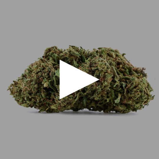 Fleurs de CBD Super Lemon 2.0 | CBDPasChère