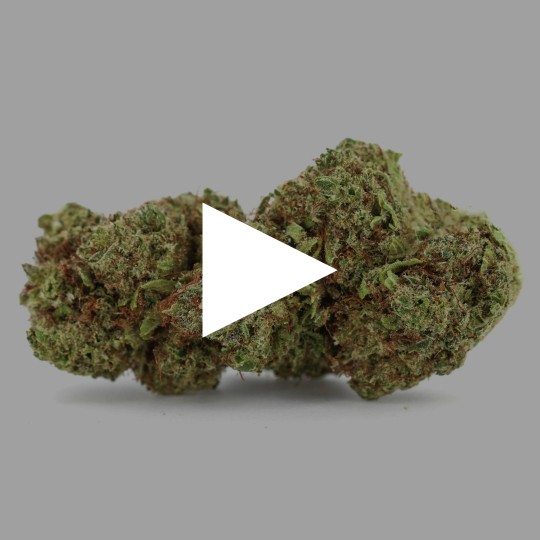 Fleurs de CBD Orangello 25 % | CBDPasChère