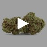 Fleurs de CBD Orangello 25 % | CBDPasChère