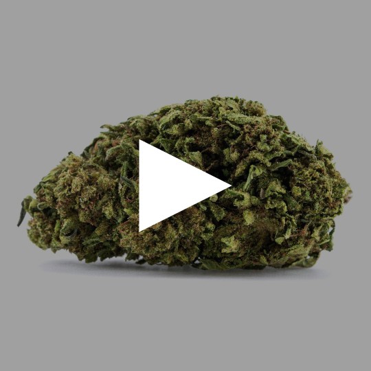 Fleurs de CBD Indoor Girl Scout Cookies 18 % | CBDPasChère