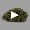 Fleurs de CBD Indoor Girl Scout Cookies 18 % | CBDPasChère