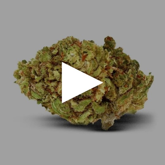 Fleurs de CBD Mini Buds Indoor | CBD Pas Chère