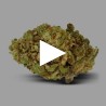 Fleurs de CBD Mini Buds Indoor | CBD Pas Chère