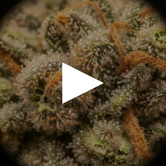 Fleurs de CBD Strawberry Banana | CBDPasChère