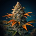 Lemon Cherry Gelato – Graines Féminisées THC 33% | CBD Pas Chère