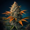 Lemon Cherry Gelato – Graines Féminisées THC 33% | CBD Pas Chère