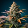 Tropicana Cookies – Hybride Sativa Fruité & Résineux | CBD Pas Chère